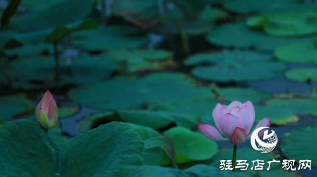 遂平：夏日荷花映满塘
