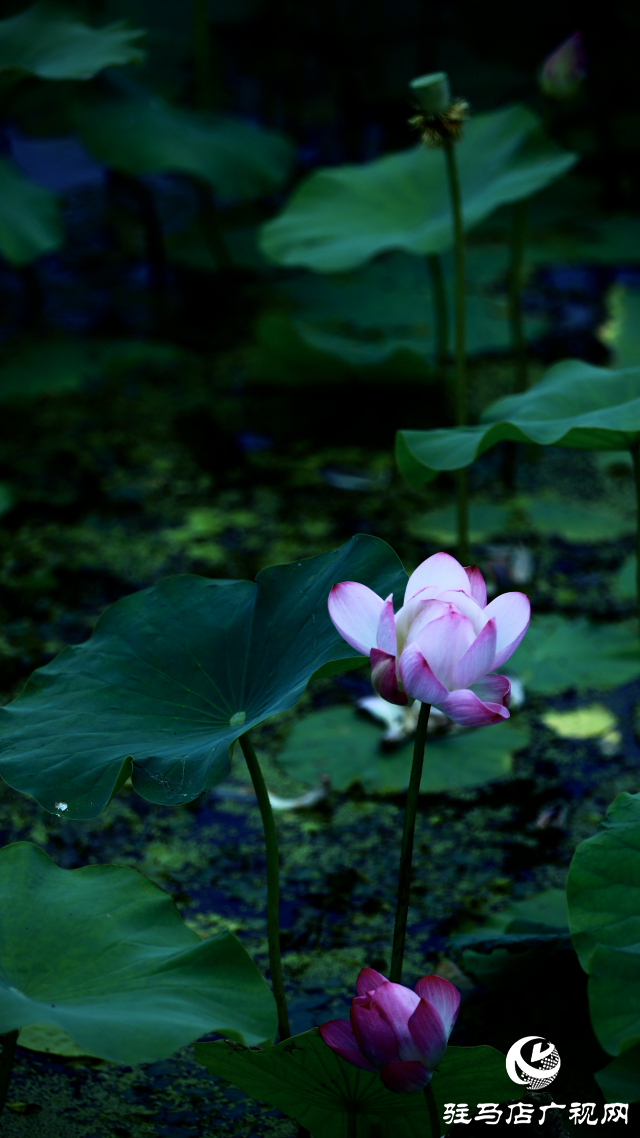 遂平：夏日荷花映满塘