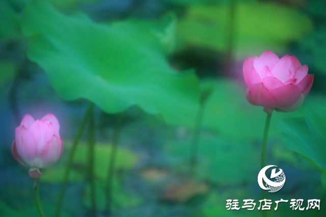 遂平：夏日荷花映满塘
