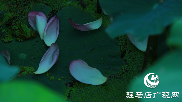 遂平：夏日荷花映满塘