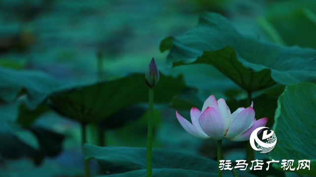遂平：夏日荷花映满塘
