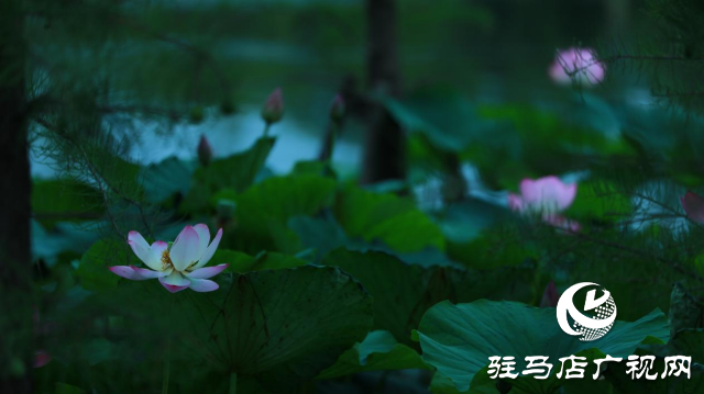 遂平：夏日荷花映满塘