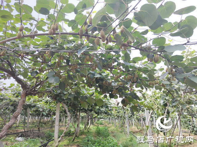 西平县出山镇：特色产业为乡村振兴注入活力