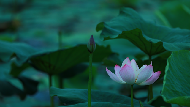 遂平县玉湖公园：夏日荷花映满塘