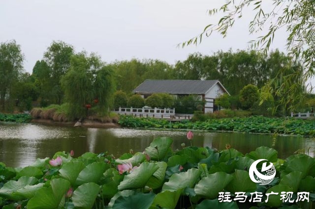 西平县嫘祖河畔：接天莲叶无穷碧