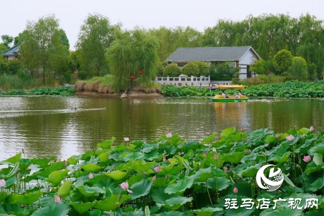 西平县嫘祖河畔：接天莲叶无穷碧