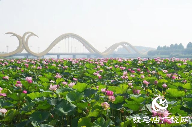 西平县嫘祖河畔：接天莲叶无穷碧