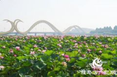 西平县嫘祖桥畔：接天莲叶无穷碧
