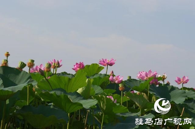 西平县嫘祖河畔：接天莲叶无穷碧