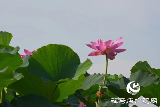 西平县嫘祖河畔：接天莲叶无穷碧