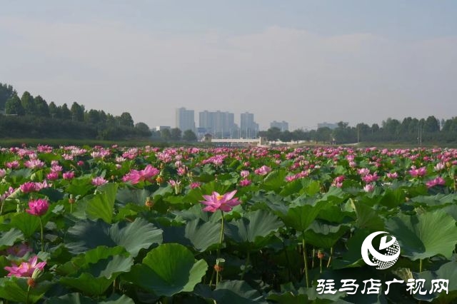 西平县嫘祖河畔：接天莲叶无穷碧
