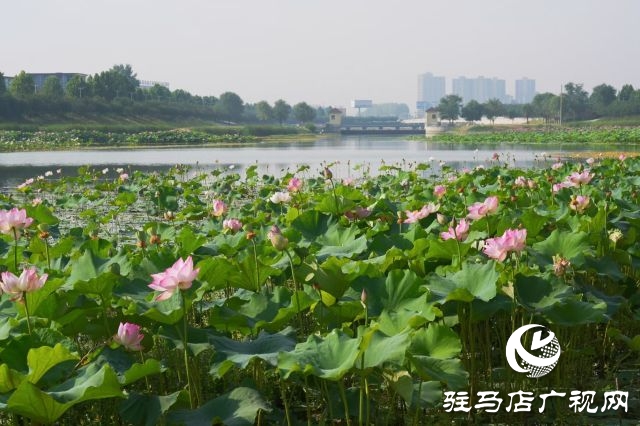 西平县嫘祖河畔：接天莲叶无穷碧