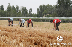 驿城区：抢抓农时 全面抗旱保秋