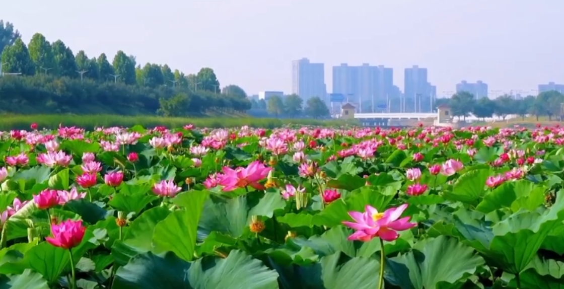 荷塘夏韵