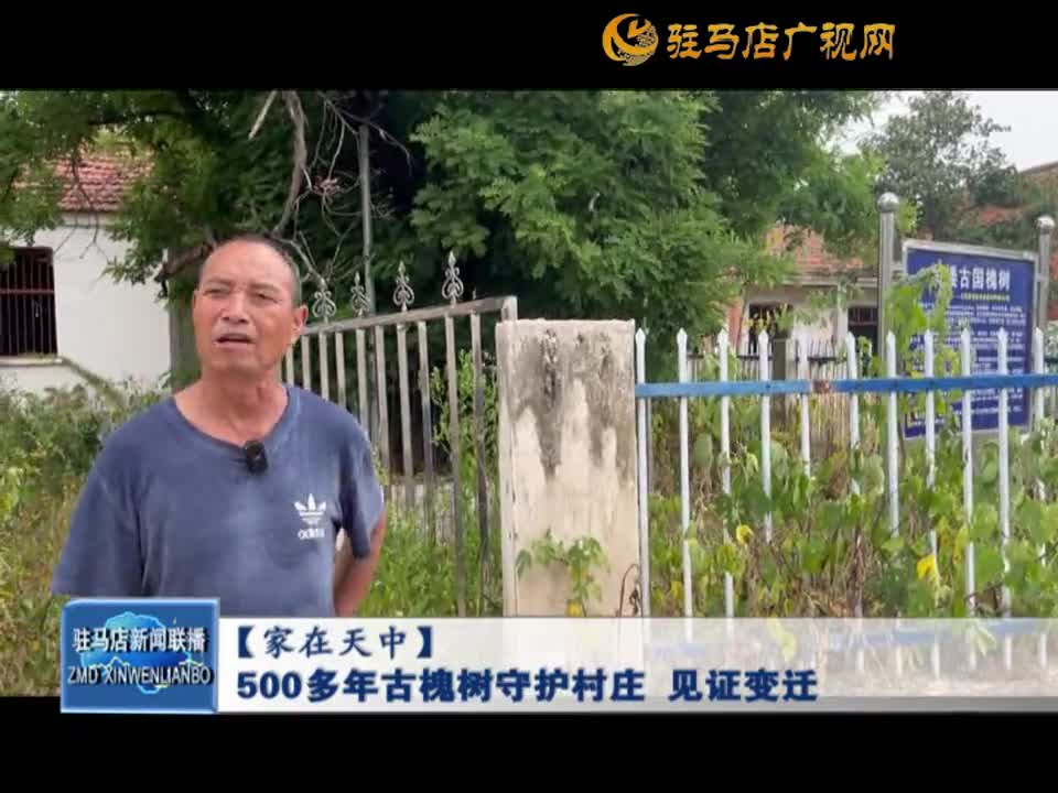 【厚重天中】500多年古槐树守护村庄 见证变迁