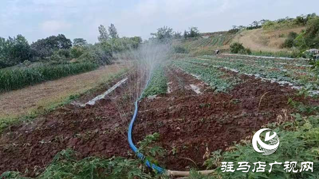确山县石滚河镇：抗旱抢种保丰收