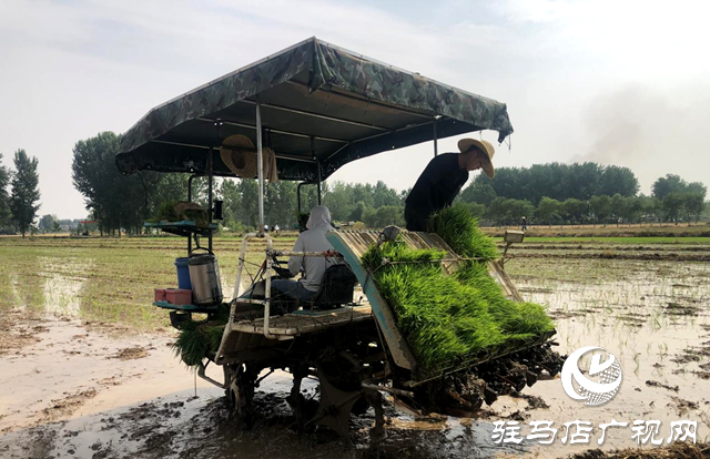 确山县：科技助农新动力 观摩示范促单产