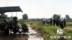 确山县：科技助农新动力 观摩示范促单产