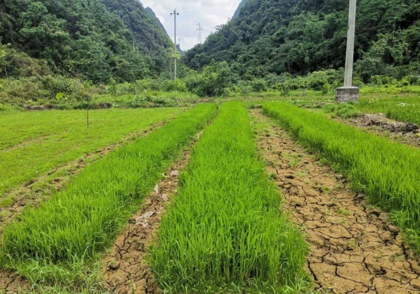 河南省启动水旱灾害防御（抗旱）四级应急响应