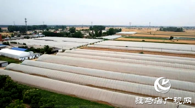 遂平：蔬菜大棚“种”出乡村振兴好“钱”景
