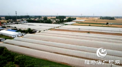 遂平：蔬菜大棚“种”出乡村振兴好“钱”景