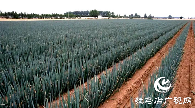 遂平：蔬菜大棚“种”出乡村振兴好“钱”景