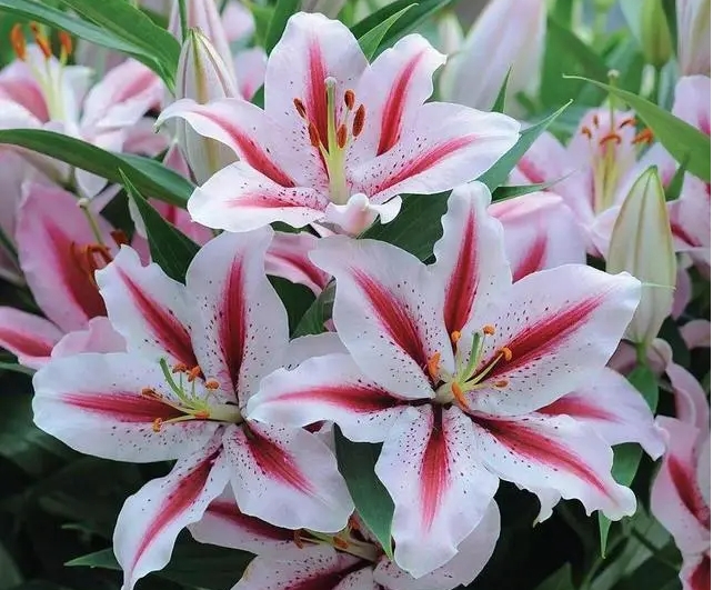 朗诵《心田上的百合花》