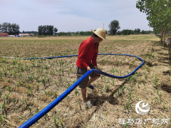 汝南县张楼镇：全力以赴抗旱抢种保秋