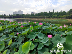 驻马店：入夏荷花生 赏荷正当时