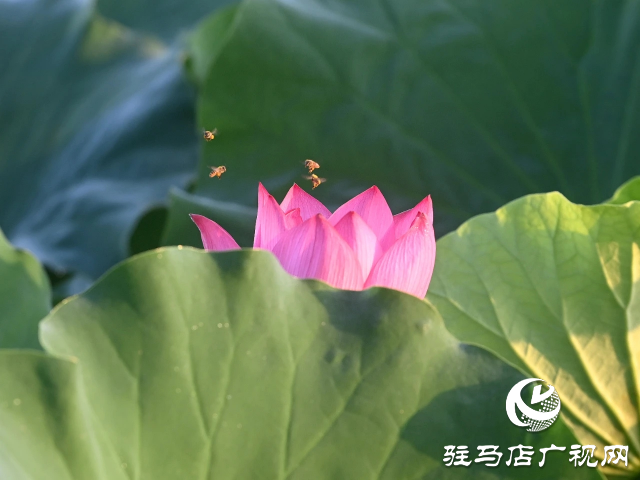 荷花绽放泌阳 清晨赏花正当时