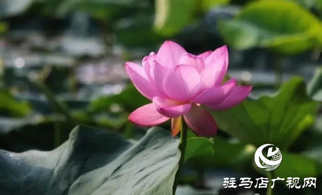 荷花绽放泌阳 清晨赏花正当时