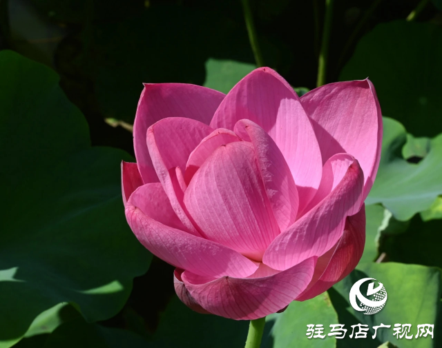 荷花绽放泌阳 清晨赏花正当时