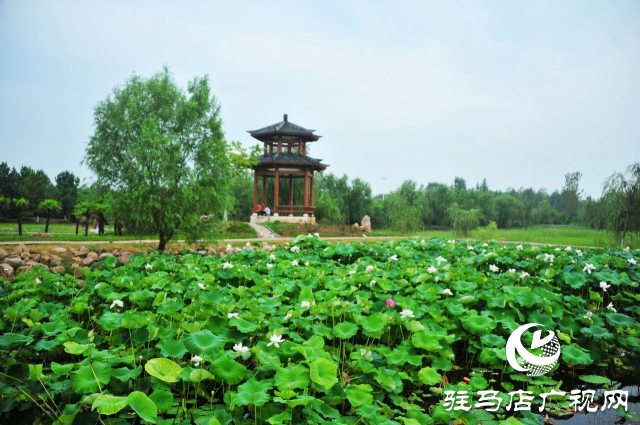 荷花绽放泌阳 清晨赏花正当时