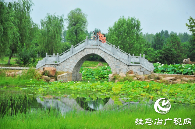 荷花绽放泌阳 清晨赏花正当时