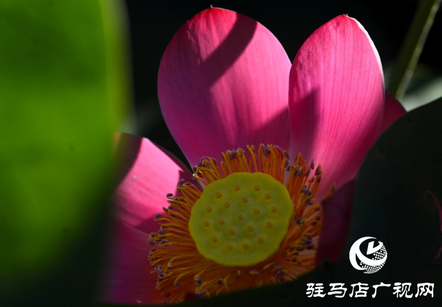 荷花绽放泌阳 清晨赏花正当时