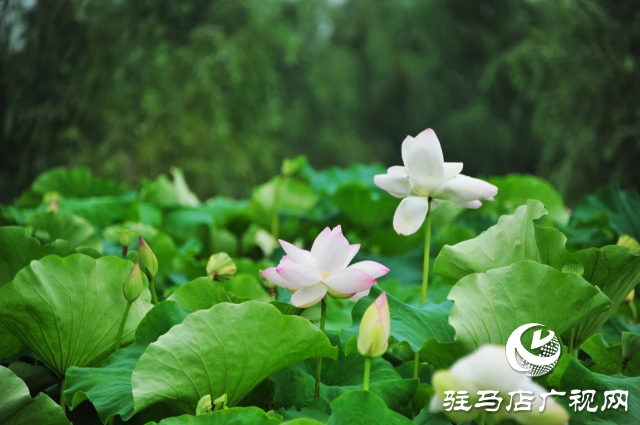 荷花绽放泌阳 清晨赏花正当时