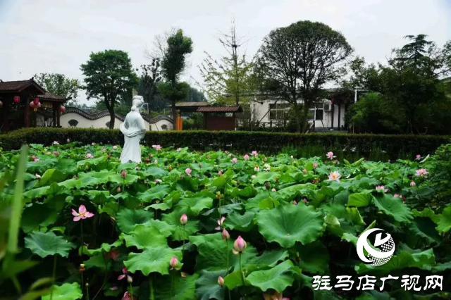 荷花绽放泌阳 清晨赏花正当时