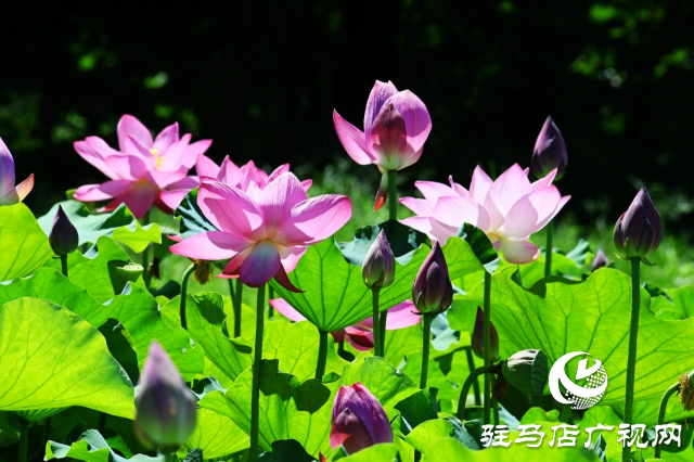 荷花绽放泌阳 清晨赏花正当时