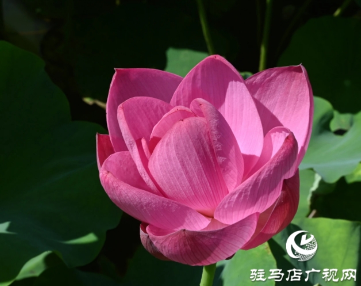 泌阳：荷花绽放美如画
