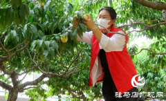 遂平县：桃子喜获丰收 社会各界助力桃农卖桃