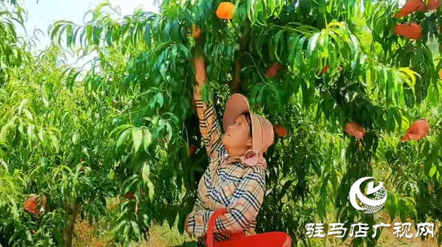 出彩新农人||李彬：返乡创业打造“花果山”助农增收