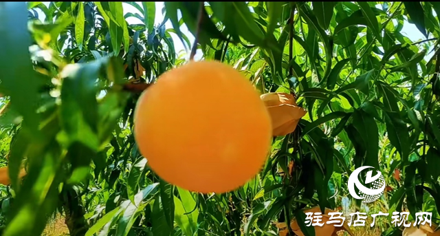 出彩新农人||李彬：返乡创业打造“花果山”助农增收