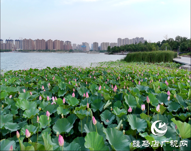 驻马店市人民公园：环境美如画 市民欢乐多