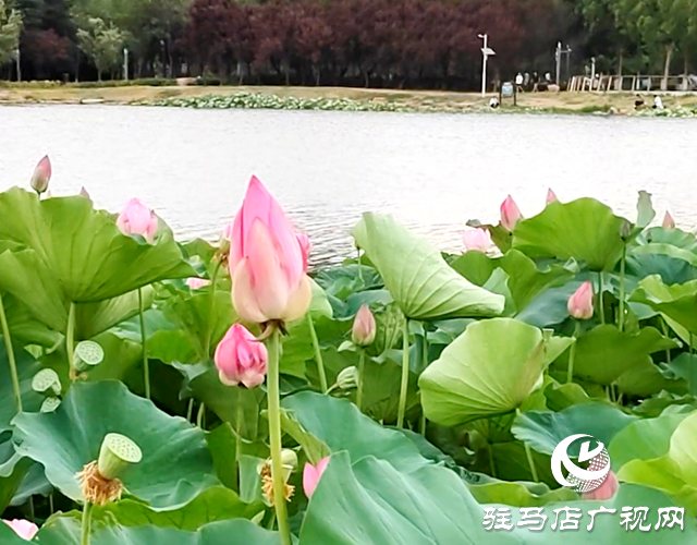 驻马店市人民公园：环境美如画 市民欢乐多