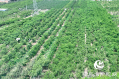 汝南县：特色种植助力乡村振兴