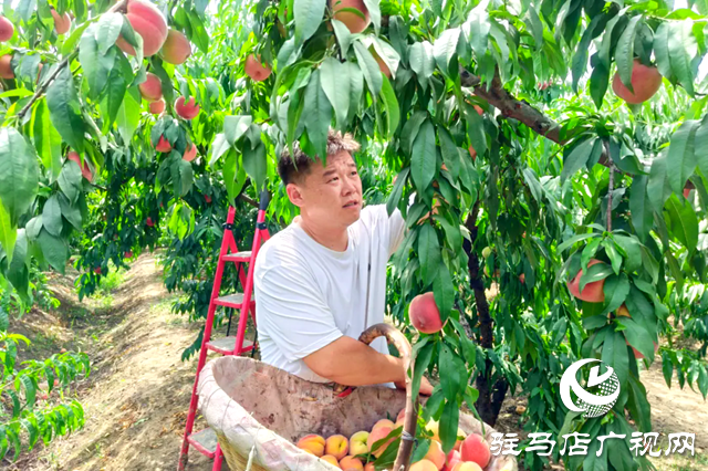 汝南县：特色种植助力乡村振兴
