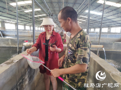 汝南县张楼镇：大棚养虾 水里生“金”