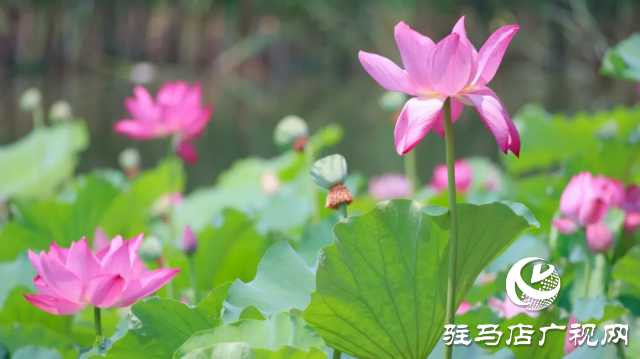 汝南：“荷”你相约 美在当“夏”