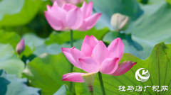 汝南：“荷”你相约 美在当“夏”