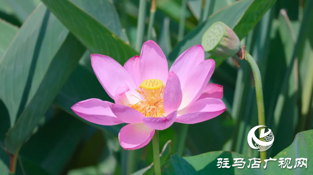 汝南：“荷”你相约 美在当“夏”